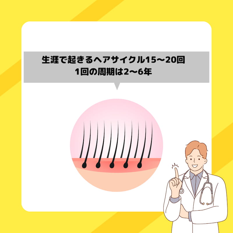 生涯で起きるヘアサイクル15~20回。1回の周期は2~6年。